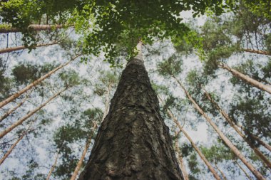 Ormandaki çamlar. Bir sürü ağaç 