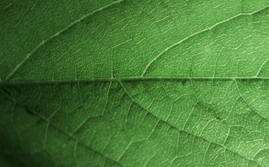 Makro yaprağı. Yeşil yaprak. Doğa