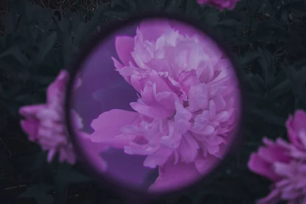 Gyönyörű Pionies Virágzik Virágok — Stock Fotó