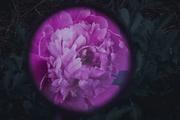 Gyönyörű Pionies Virágzik Virágok — Stock Fotó
