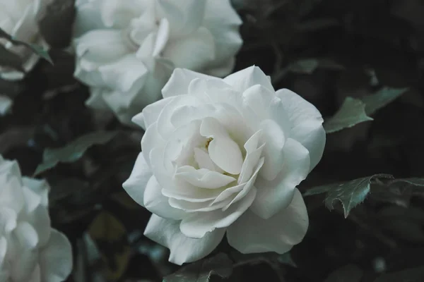 ホワイトローズ花の咲き — ストック写真