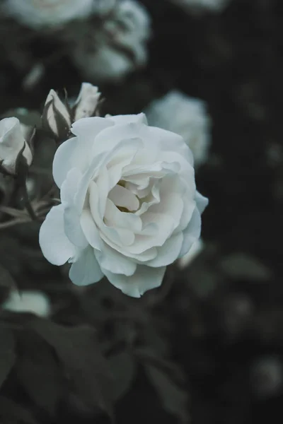 ホワイトローズ花の咲き — ストック写真