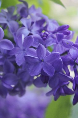 Mor Lila çiçek. Makro çiçekler