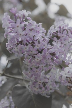 Mor Lila çiçek. Makro çiçekler