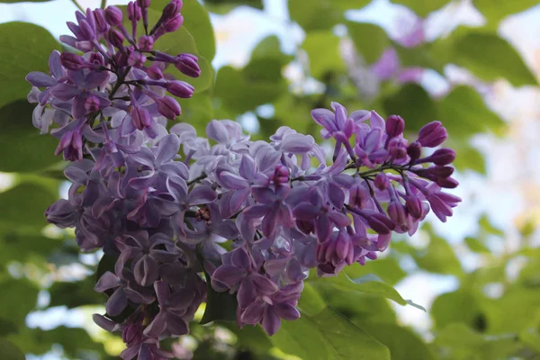 Flor Lilás Roxo Macro Flores — Fotografia de Stock