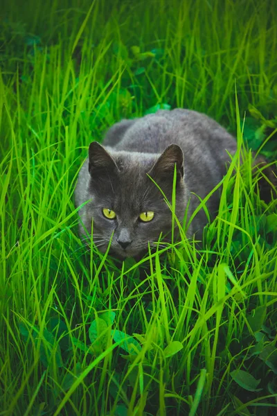 草丛中的灰猫 — 图库照片