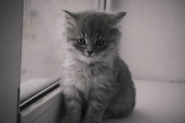 Gato Com Olhos Azuis — Fotografia de Stock