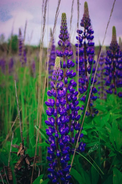 紫色のルプチンの畑 マクロ写真 — ストック写真