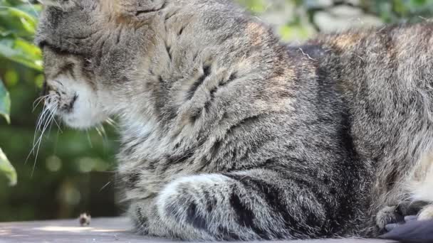 Female Hand Strokes Cat Cute Domestic Cat Natural Background Sun — Stock Video