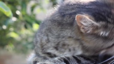 Bir dişi el bir kediyi okşar. Doğal bir geçmişi olan sevimli bir evcil kedi. Güneş ışınları