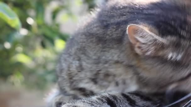 Une main féminine caresse un chat. Mignon chat domestique sur un fond naturel. Rayons solaires