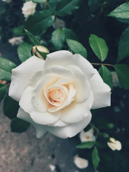 Biała Róża Niebieskie Zabarwienie Zdjęcie Makro — Zdjęcie stockowe