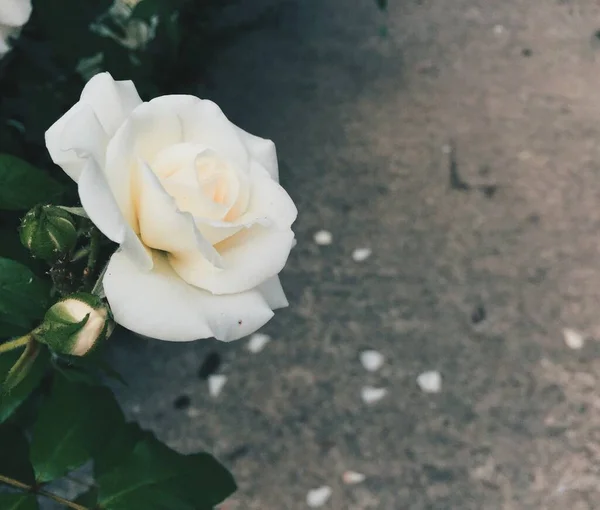 Rosa Blanca Sobre Fondo Asfalto Espacio Vacío Para Texto Tintado — Foto de Stock