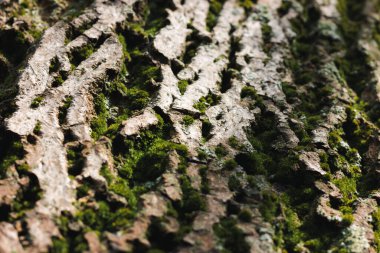 Ağacın kabuğunda yeşil yosun. Makro fotoğraf ve güneş ışığı