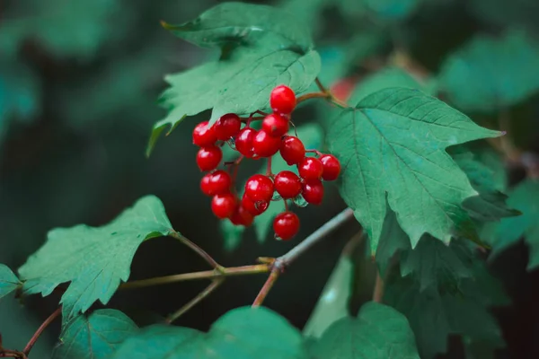 Red Viburnum Green Leaves Rain Natural Background — Stock Photo, Image