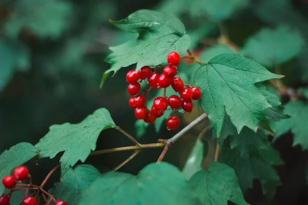 Red Viburnum Green Leaves Rain Natural Background — Stock Photo, Image