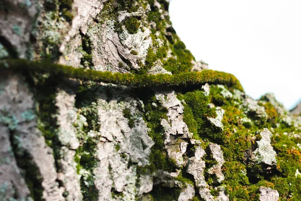 Зелений Мох Корі Дерева Макро Фотографія Сонячним Світлом — стокове фото