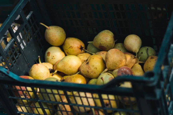 Žluté Shnilé Hrušky Černé Skříňce Sezónní Sklizeň Ovoce Stock Snímky