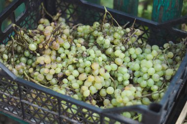 Taze yeşil üzümler beyaz bir tabakta