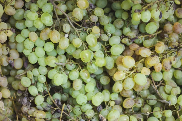 Seedless Green Grapes Background Green Grapes Autumn Harvest — Stock Photo, Image