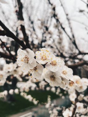 Çiçek açan kiraz ağacı dalları bahar zamanı sakin bir parkta narin beyaz çiçekler sergiliyor.