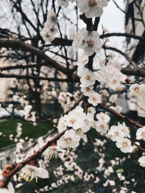 Çiçek açan kiraz ağacı dalları bahar zamanı sakin bir parkta narin beyaz çiçekler sergiliyor.