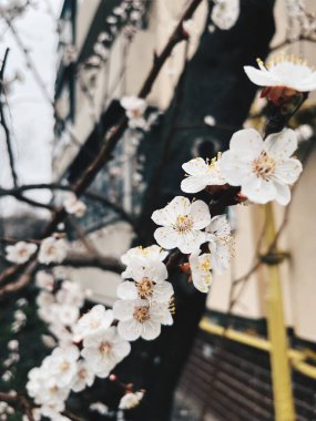 Çiçek açan kiraz ağacı dalları bahar zamanı sakin bir parkta narin beyaz çiçekler sergiliyor.