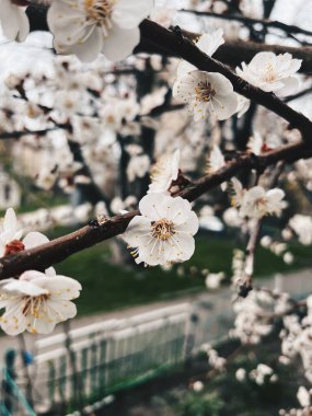 Çiçek açan kiraz ağacı dalları bahar zamanı sakin bir parkta narin beyaz çiçekler sergiliyor.