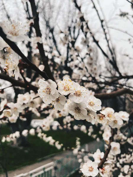 Çiçek açan kiraz ağacı dalları bahar zamanı sakin bir parkta narin beyaz çiçekler sergiliyor.