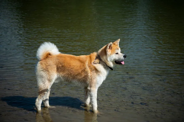 Akita dog bathes in the river.