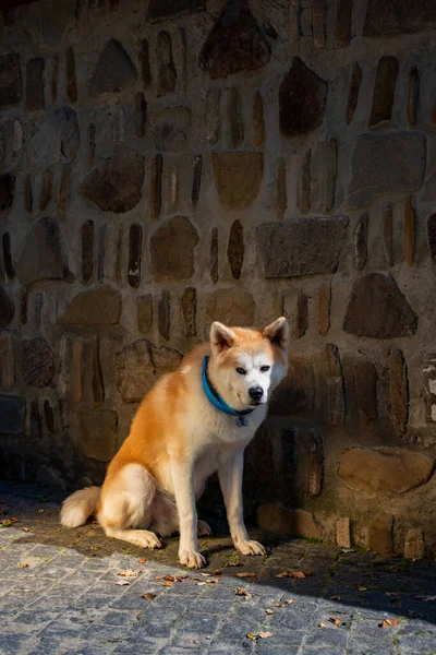 Akita Perro Sentado Cerca Pared —  Fotos de Stock