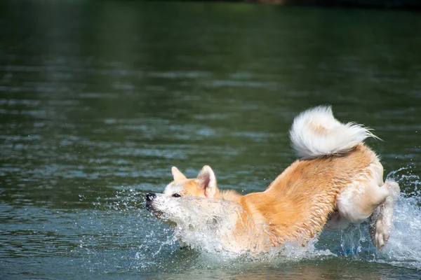 Akita Köpeği Nehirde Yıkanır — Stok fotoğraf