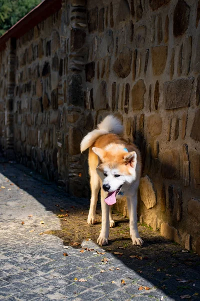 Akita Hund Steht Der Wand — Stockfoto