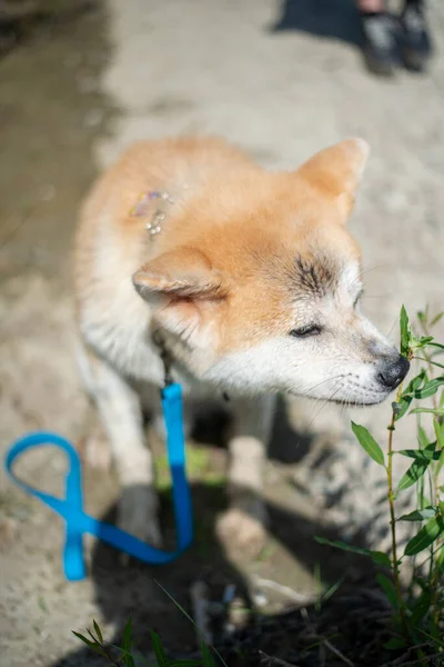 Portraitfotos Des Akita Hundes — Stockfoto