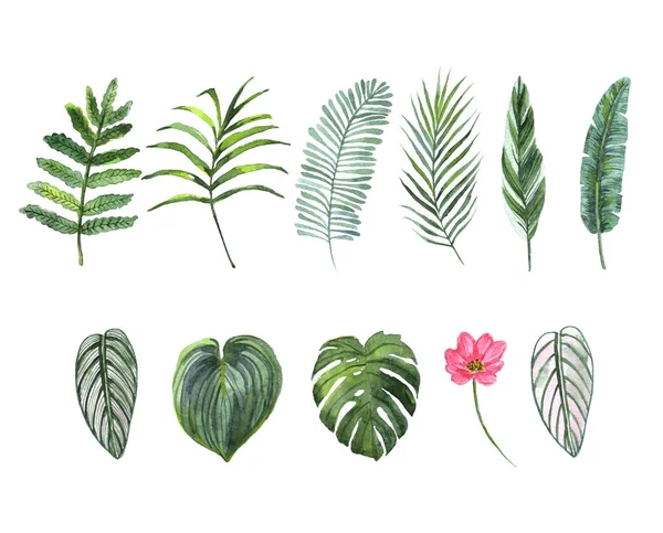 一套热带植物叶子。水彩画 — 图库照片