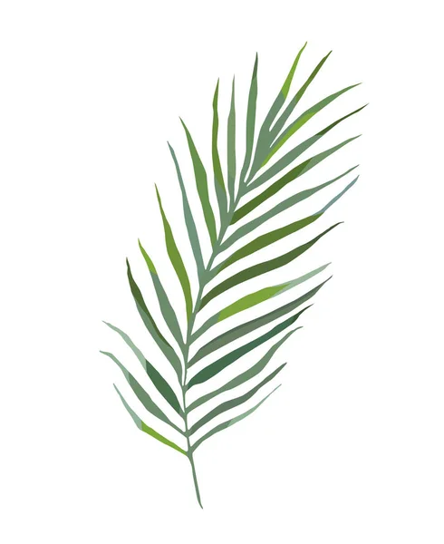 Hoja de palma tropical acuarela vector ilustración aislado en fondo blanco — Vector de stock