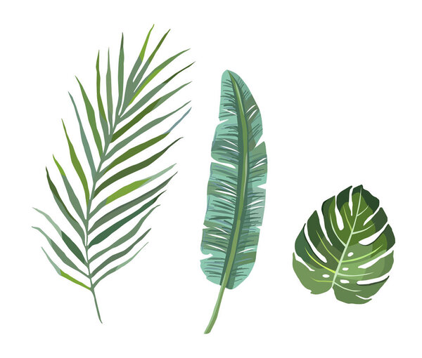 Набор тропических листьев растений. векторная иллюстрация
