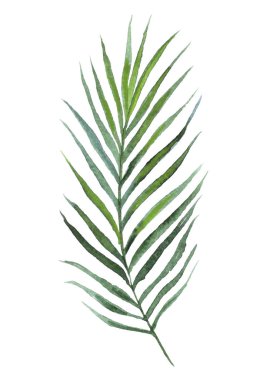 tropikal palmiye yaprağı, elle çizilmiş suluboya resim