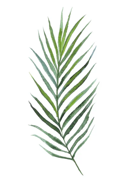 Tropical palm leaf, hand drawn watercolor illustration — Stock Photo, Image