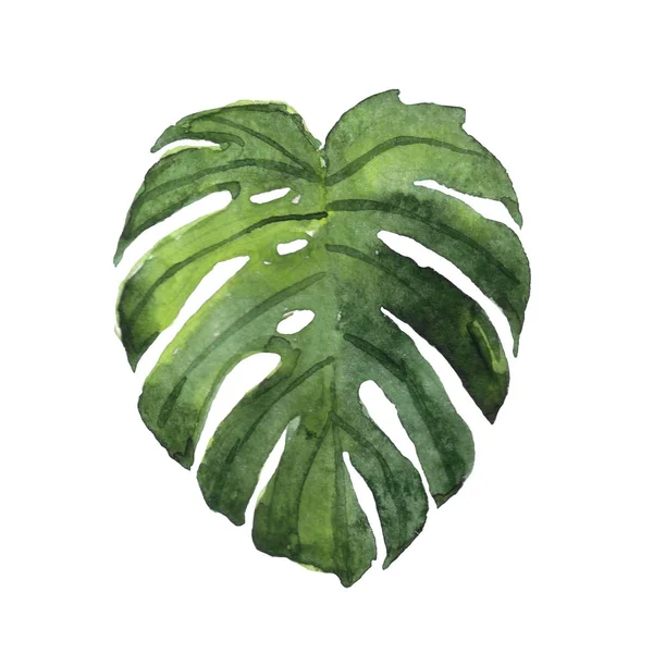 Monstera blad geïsoleerd op een witte achtergrond, hand getrokken aquarel illustratie — Stockfoto