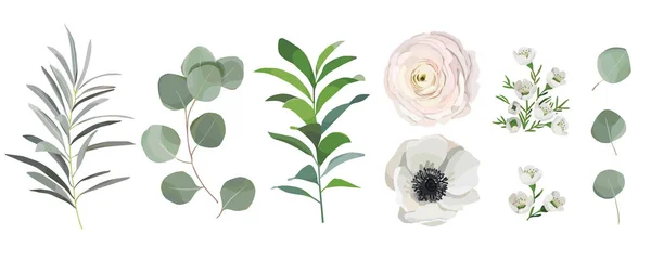 Σετ ακουαρέλας φύλλα, Ανεμώνη ranunculus λουλούδια και κλαδιά των ευκαλύπτων. Στοιχεία σχεδιασμού για σχέδια, στεφάνι, δάφνες και συνθέσεις, ευχετήριες κάρτες, προσκλήσεις γάμου. floral έννοια — Διανυσματικό Αρχείο