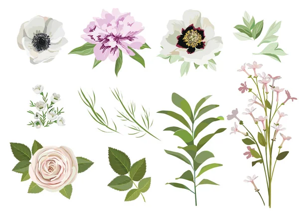 Uppsättning av akvarell blad, ros, Anemon, Ranunculus, pion blommor. Design element för mönster, krans, lagrar och kompositioner, gratulationskort, inbjudningar bröllop. Blomsterdesign koncept — Stock vektor