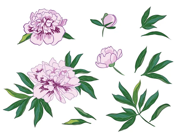 Beyaz şakayık çiçekler i ve yaprakları ile çiçek elemanları kümesi. Elle çizilmiş vektör tasarım konsepti