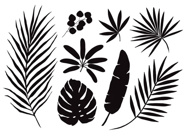 Conjunto de hojas de palma tropical dibujadas a mano, siluetas negras aisladas sobre fondo blanco. Vector — Vector de stock