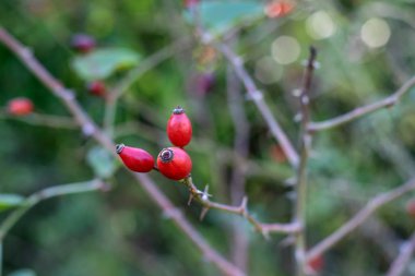 Kışın ormanda vahşi kırmızı kuşburnu.