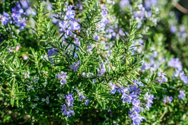 İlkbaharda çiçek açan vahşi biberiye bush.