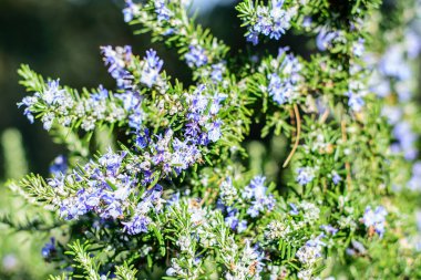 İlkbaharda çiçek açan medicaal biberiye.