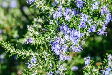 Vahşi tıbbi biberiye baharda çiçek açan.