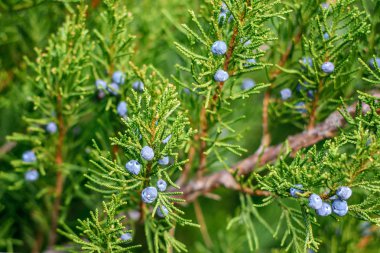 Onun çilek ile taze ardıç Şubesi.