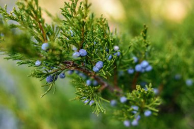 Bahar ormandaki yabani tıbbi ardıç Şubesi.